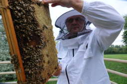 Coraz więcej pszczół na miejskich dachach i łąkach