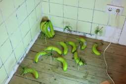 Banany artystyczne