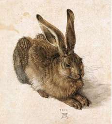 Zając Dürera