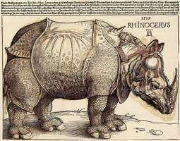 Nosorożec - grafika Albrechta Dürera