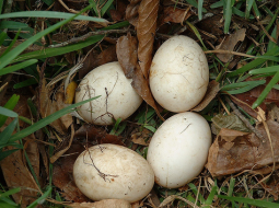 Kacze jaja