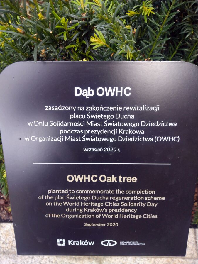 Dąb OWHC w Krakowie