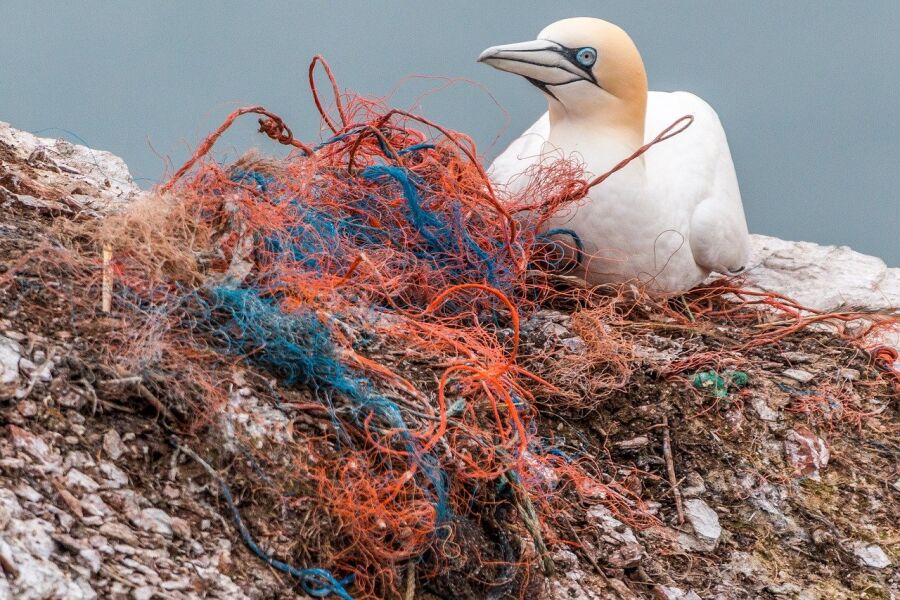 Odpady w morzach i oceanach, plastik w morzu i oceanie
